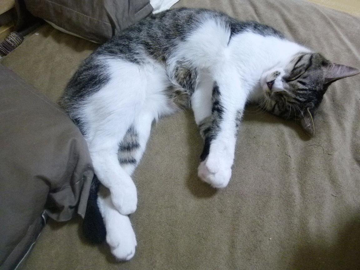 国家男篮引进新科技辅助训练提升效率,国家男篮训练基地