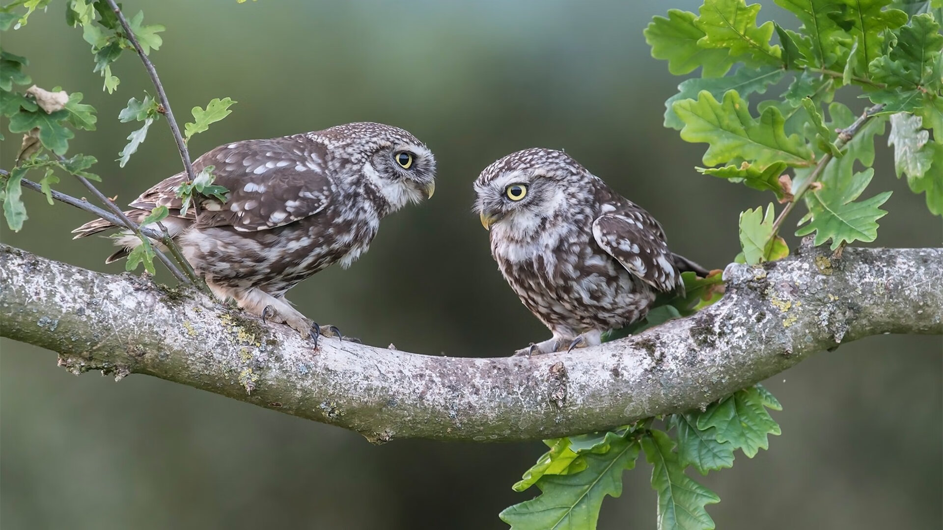 国家男篮引进新科技辅助训练提升效率,国家男篮训练基地