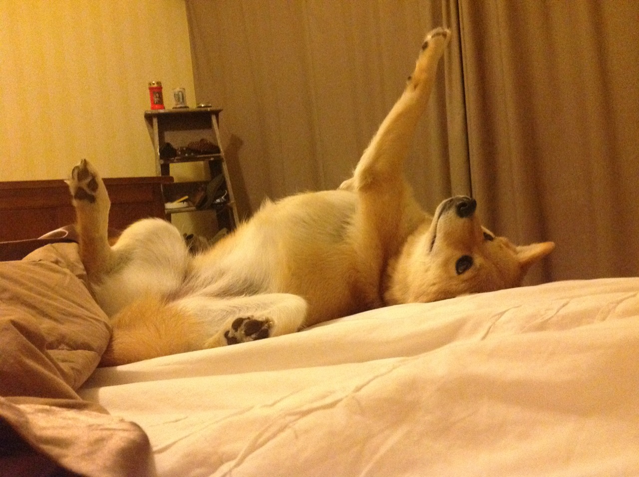 孙颖莎赛场表现获赞全运会羽毛球，全运会孙颖莎单打进四强了吗